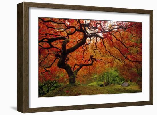 Tree Fire-Darren White Photography-Framed Photographic Print