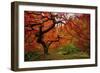 Tree Fire-Darren White Photography-Framed Photographic Print
