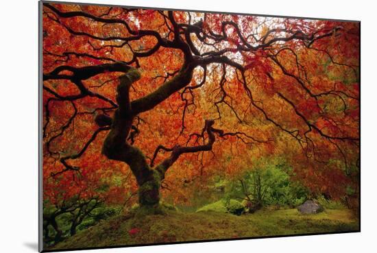 Tree Fire-Darren White Photography-Mounted Photographic Print