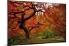 Tree Fire-Darren White Photography-Mounted Photographic Print