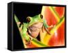 Tree Frog, Amazon, Ecuador-Pete Oxford-Framed Stretched Canvas