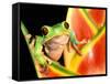 Tree Frog, Amazon, Ecuador-Pete Oxford-Framed Stretched Canvas