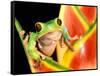 Tree Frog, Amazon, Ecuador-Pete Oxford-Framed Stretched Canvas