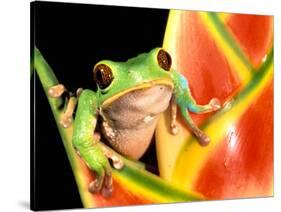 Tree Frog, Amazon, Ecuador-Pete Oxford-Stretched Canvas