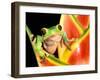 Tree Frog, Amazon, Ecuador-Pete Oxford-Framed Photographic Print