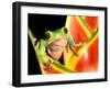 Tree Frog, Amazon, Ecuador-Pete Oxford-Framed Photographic Print