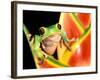 Tree Frog, Amazon, Ecuador-Pete Oxford-Framed Photographic Print