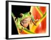 Tree Frog, Amazon, Ecuador-Pete Oxford-Framed Photographic Print