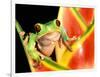 Tree Frog, Amazon, Ecuador-Pete Oxford-Framed Photographic Print