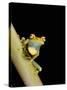 Tree Frog, Amazon, Ecuador-Pete Oxford-Stretched Canvas