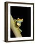 Tree Frog, Amazon, Ecuador-Pete Oxford-Framed Photographic Print