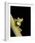 Tree Frog, Amazon, Ecuador-Pete Oxford-Framed Photographic Print