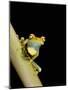 Tree Frog, Amazon, Ecuador-Pete Oxford-Mounted Photographic Print