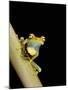 Tree Frog, Amazon, Ecuador-Pete Oxford-Mounted Photographic Print