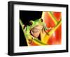 Tree Frog, Amazon, Ecuador-Pete Oxford-Framed Photographic Print