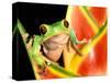 Tree Frog, Amazon, Ecuador-Pete Oxford-Stretched Canvas