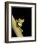 Tree Frog, Amazon, Ecuador-Pete Oxford-Framed Photographic Print