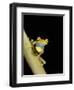 Tree Frog, Amazon, Ecuador-Pete Oxford-Framed Photographic Print