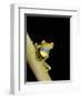 Tree Frog, Amazon, Ecuador-Pete Oxford-Framed Photographic Print