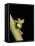 Tree Frog, Amazon, Ecuador-Pete Oxford-Framed Stretched Canvas