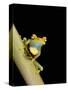 Tree Frog, Amazon, Ecuador-Pete Oxford-Stretched Canvas