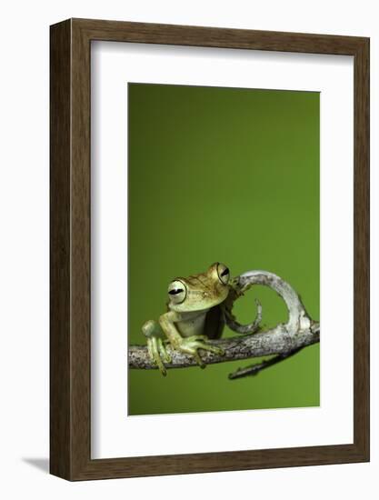 Tree Frog Golden Color Rainforest Amphibian On Branch Background Copy Space-kikkerdirk-Framed Photographic Print