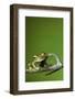 Tree Frog Golden Color Rainforest Amphibian On Branch Background Copy Space-kikkerdirk-Framed Photographic Print