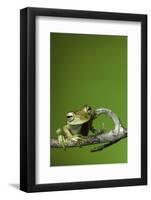 Tree Frog Golden Color Rainforest Amphibian On Branch Background Copy Space-kikkerdirk-Framed Photographic Print