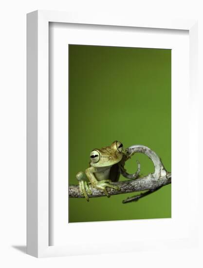 Tree Frog Golden Color Rainforest Amphibian On Branch Background Copy Space-kikkerdirk-Framed Photographic Print