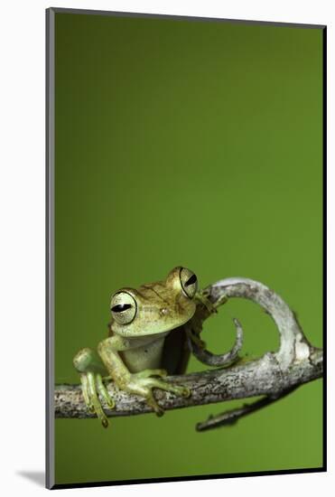 Tree Frog Golden Color Rainforest Amphibian On Branch Background Copy Space-kikkerdirk-Mounted Photographic Print