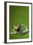 Tree Frog Golden Color Rainforest Amphibian On Branch Background Copy Space-kikkerdirk-Framed Photographic Print