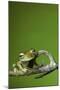 Tree Frog Golden Color Rainforest Amphibian On Branch Background Copy Space-kikkerdirk-Mounted Photographic Print