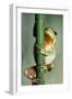 Tree Frog Hugging Branch-null-Framed Photographic Print