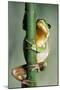 Tree Frog Hugging Branch-null-Mounted Photographic Print