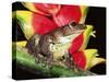 Tree Frog (Hyla Sp) Ecuadorian Amazon, South America-Pete Oxford-Stretched Canvas