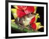 Tree Frog (Hyla Sp) Ecuadorian Amazon, South America-Pete Oxford-Framed Photographic Print