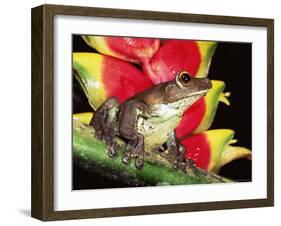 Tree Frog (Hyla Sp) Ecuadorian Amazon, South America-Pete Oxford-Framed Photographic Print