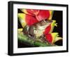 Tree Frog (Hyla Sp) Ecuadorian Amazon, South America-Pete Oxford-Framed Photographic Print