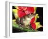 Tree Frog (Hyla Sp) Ecuadorian Amazon, South America-Pete Oxford-Framed Photographic Print