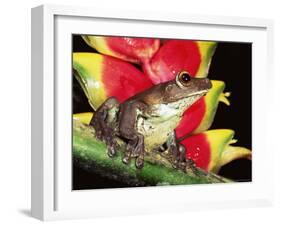 Tree Frog (Hyla Sp) Ecuadorian Amazon, South America-Pete Oxford-Framed Photographic Print