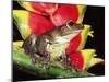 Tree Frog (Hyla Sp) Ecuadorian Amazon, South America-Pete Oxford-Mounted Photographic Print