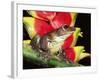 Tree Frog (Hyla Sp) Ecuadorian Amazon, South America-Pete Oxford-Framed Photographic Print