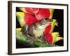 Tree Frog (Hyla Sp) Ecuadorian Amazon, South America-Pete Oxford-Framed Photographic Print