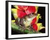 Tree Frog (Hyla Sp) Ecuadorian Amazon, South America-Pete Oxford-Framed Photographic Print