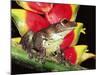 Tree Frog (Hyla Sp) Ecuadorian Amazon, South America-Pete Oxford-Mounted Photographic Print