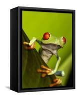 Tree Frog in Costa Rica-Paul Souders-Framed Stretched Canvas