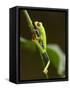 Tree Frog in Costa Rica-Paul Souders-Framed Stretched Canvas