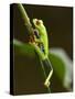 Tree Frog in Costa Rica-Paul Souders-Stretched Canvas