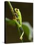 Tree Frog in Costa Rica-Paul Souders-Stretched Canvas