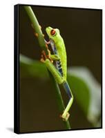 Tree Frog in Costa Rica-Paul Souders-Framed Stretched Canvas